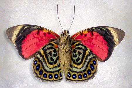 Richard Reynolds - Claudina Agrias Underside - Butterfly Decor Print