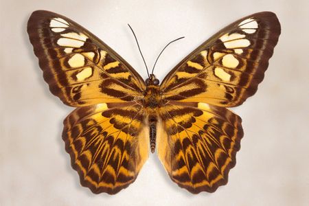 Richard Reynolds - Clipper Butterfly - Butterfly Decor Print