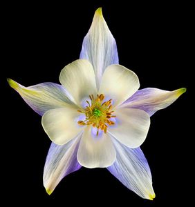 Richard Reynolds - Columbine Origami Blue 2 - Flower Print
