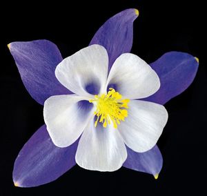 Richard Reynolds - Columbine Origami Blue - Flower Print
