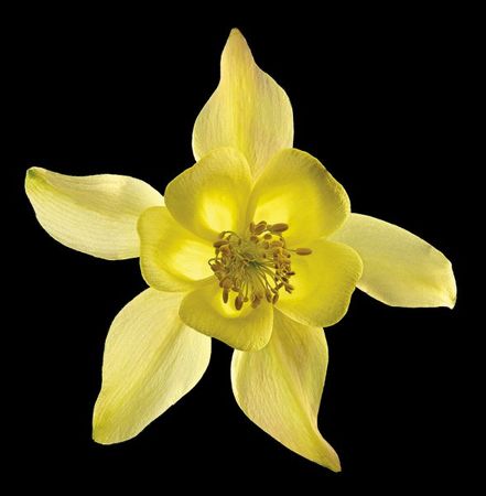 Richard Reynolds - Columbine Origami Yellow - Flower Print