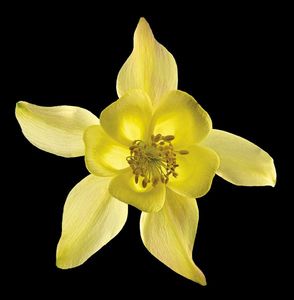 Richard Reynolds - Columbine Origami Yellow - Flower Print