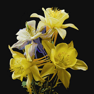 Richard Reynolds - Columbines Origami Mix - Flower Print