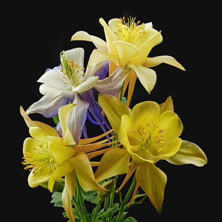 Richard Reynolds - Columbines Origami Mix - Flower Print