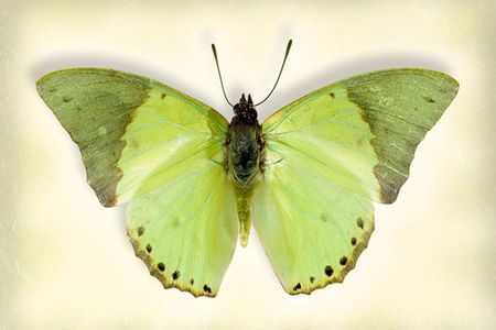 Richard Reynolds - Common Green Charaxes - Butterfly Decor Print