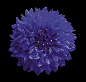 Richard Reynolds - Cornflower - Flower Print