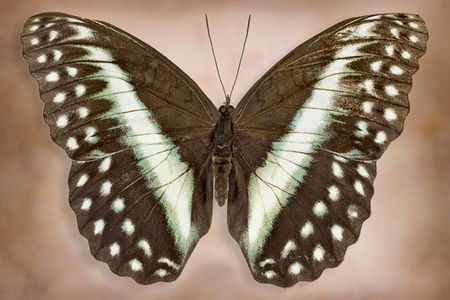 Richard Reynolds - Cymothoe Oemilius - Butterfly Decor Print