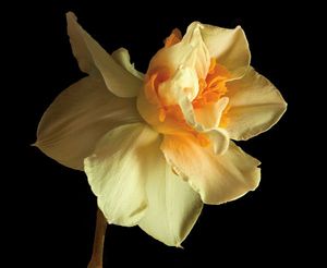 Richard Reynolds - Daffodil - Flower Print