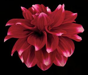 Richard Reynolds - Dahlia 2 - Flower Print