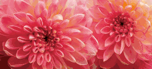 Richard Reynolds - Dahlia 6 - Flower Print