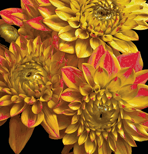 Richard Reynolds - Dahlias - Flower Print