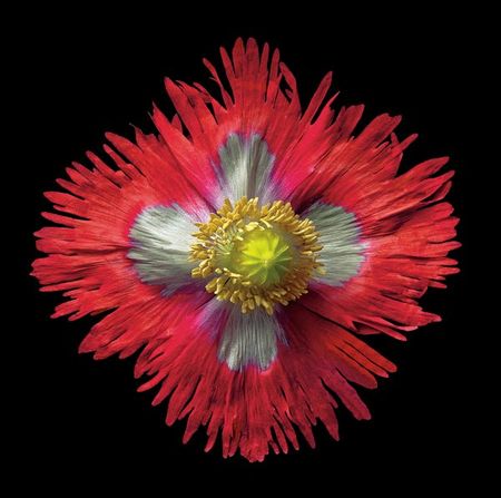 Richard Reynolds - Danish Flag Poppy - Flower Print
