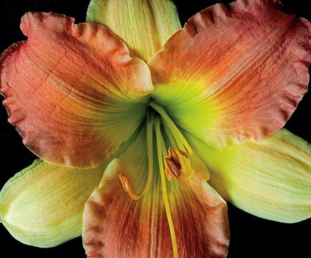 Richard Reynolds - Daylily 2 - Flower Print