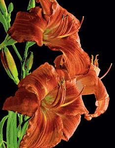 Richard Reynolds - Daylily - Flower Print