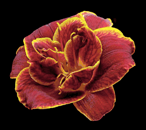 Richard Reynolds - Daylily Night Embers - Flower Print