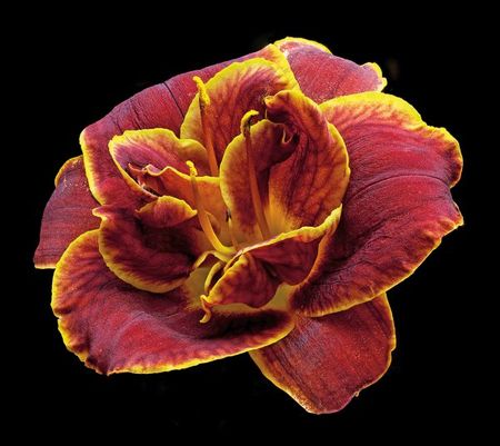 Richard Reynolds - Daylily Night Embers - Flower Print