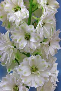 Richard Reynolds - Delphinium Double Innocence - Flower Print