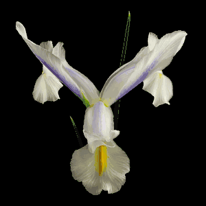 Richard Reynolds - Dutch Iris 2 - Flower Print