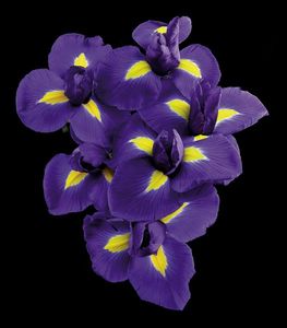 Richard Reynolds - Dutch Iris - Flower Print