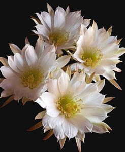 Richard Reynolds - Easter Lily Cactus - Flower Print