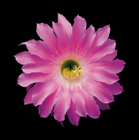 Richard Reynolds - Echinopsis Cactus Hybrid Maria Piazza