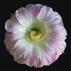 Richard Reynolds - Echinopsis Gossamer - Cactus Flower Print