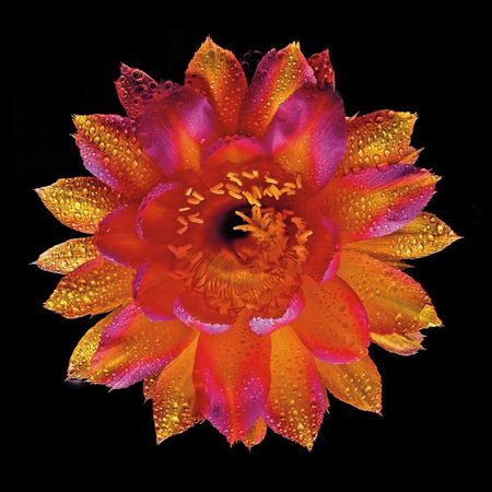 Richard Reynolds - Echinopsis Hybrid Raoul Wallenberg - Flower Print