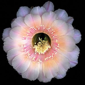 Richard Reynolds - Echinopsis Keepsake - Cactus Flower Print