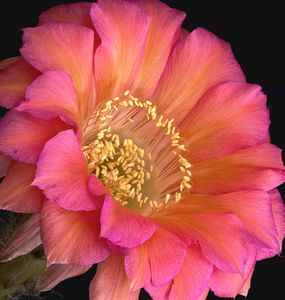 Richard Reynolds - Echinopsis Monet - Cactus Flower Print