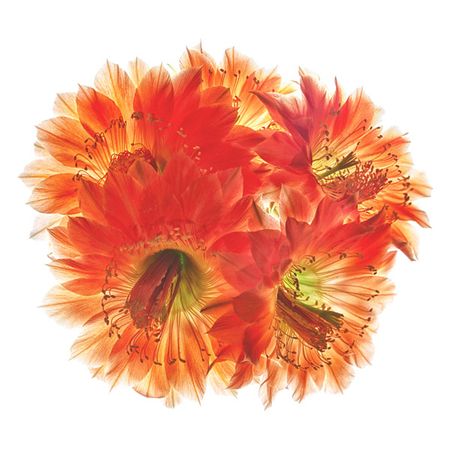 Richard Reynolds - Fangrila - Flower Print