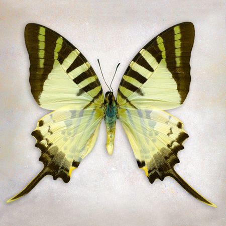 Richard Reynolds - Five Bar Swordtail - Butterfly Decor Print