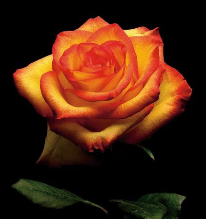 Richard Reynolds - Garden Rose 2 - Flower Print