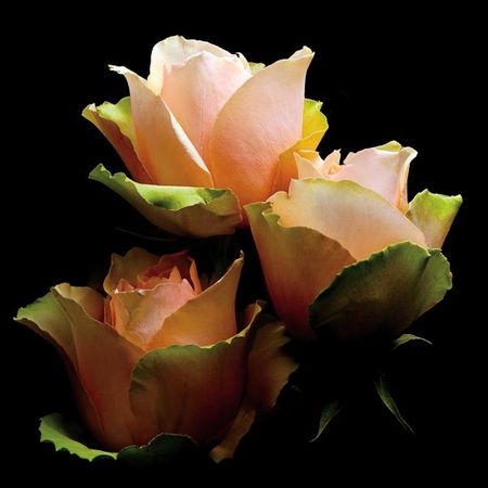 Richard Reynolds - Garden Rose - Flower Print