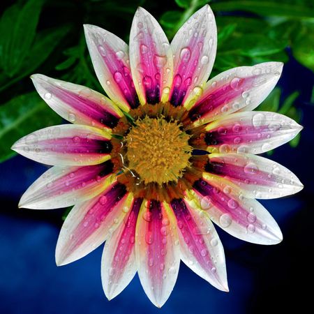 Richard Reynolds - Gazania - Flower Print
