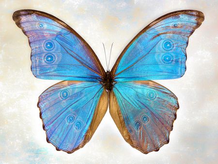 Richard Reynolds - Godarts Morpho - Butterfly Decor Print