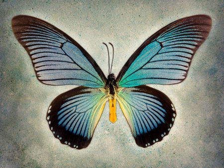 Richard Reynolds - Great Blue Swallowtail - Butterfly Decor Print