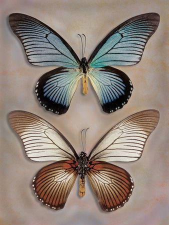 Richard Reynolds - Great Blue Swallowtail Top Underside