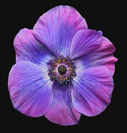 Richard Reynolds - Grecian Windflower - Flower Print