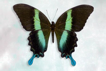 Richard Reynolds - Green Swallowtail - Butterfly Decor Print