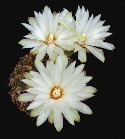 Richard Reynolds - Gymnocalycium Mesopotamicum - Cactus Flower Print