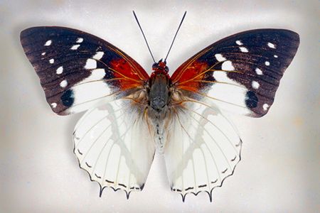 Richard Reynolds - Hadrians White Charaxes - Butterfly Decor Print
