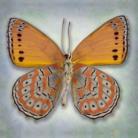 Richard Reynolds - Harlequin Butterfly - Butterfly Decor Print