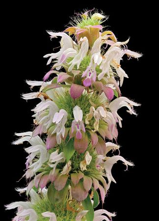 Richard Reynolds - Horsemint - Flower Print