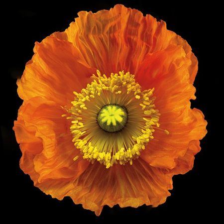 Richard Reynolds - Iceland Poppy - Flower Print
