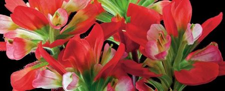 Richard Reynolds - Indian Paintbrush - Flower Print