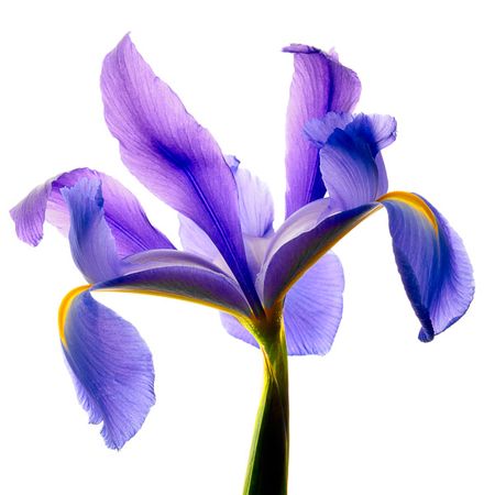 Richard Reynolds - Iris Blue - Flower Print