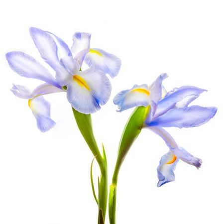 Richard Reynolds - Iris It Blue - Flower Print