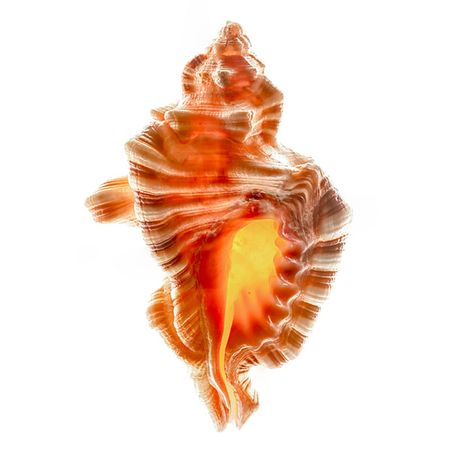 Richard Reynolds - Lotoria Perryi - Shell Decor Print