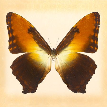 Richard Reynolds - Morpho Deidamia Neoptolemus - Butterfly Print
