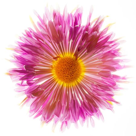 Richard Reynolds - Mums Spider - Flower Print